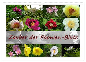 Zauber der Päonien-Blüte (Wandkalender 2024 DIN A2 quer), CALVENDO Monatskalender