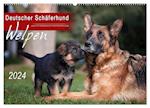 Deutscher Schäferhund - Welpen / CH-Version (Wandkalender 2024 DIN A2 quer), CALVENDO Monatskalender