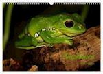Amphibien (Wandkalender 2024 DIN A3 quer), CALVENDO Monatskalender
