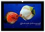 Kalendarische Unterwasserwelt (Wandkalender 2024 DIN A3 quer), CALVENDO Monatskalender