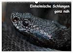 Einheimische Schlangen ganz nah (Wandkalender 2024 DIN A3 quer), CALVENDO Monatskalender