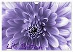 Lila Blüten (Wandkalender 2024 DIN A4 quer), CALVENDO Monatskalender