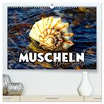 Muscheln - Wahre Schätze (hochwertiger Premium Wandkalender 2025 DIN A2 quer), Kunstdruck in Hochglanz