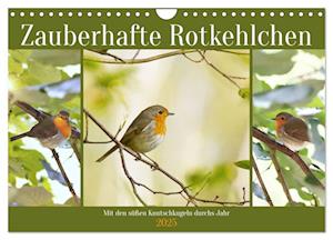 Zauberhafte Rotkehlchen (Wandkalender 2025 DIN A4 quer), CALVENDO Monatskalender