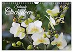 Schönste Orchideen (Wandkalender 2025 DIN A4 quer), CALVENDO Monatskalender