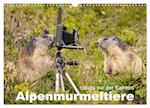 Alpenmurmeltiere - Stars vor der Kamera (Wandkalender 2025 DIN A3 quer), CALVENDO Monatskalender