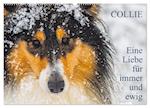 Collies - Eine Liebe für immer und ewig (Wandkalender 2025 DIN A2 quer), CALVENDO Monatskalender