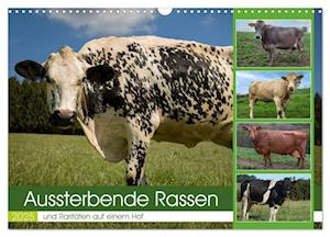 Aussterbende Rassen und Raritäten (Wandkalender 2025 DIN A3 quer), CALVENDO Monatskalender