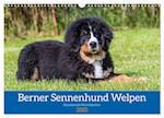 Berner Sennenhund Welpen - Bezaubernde Plüschbärchen (Wandkalender 2025 DIN A3 quer), CALVENDO Monatskalender