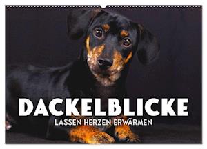 Dackelblicke - Lassen Herzen erwärmen. (Wandkalender 2025 DIN A2 quer), CALVENDO Monatskalender