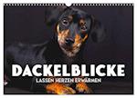 Dackelblicke - Lassen Herzen erwärmen. (Wandkalender 2025 DIN A3 quer), CALVENDO Monatskalender