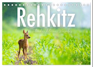 Rehkitz - Flinke kleine Bambis. (Tischkalender 2025 DIN A5 quer), CALVENDO Monatskalender