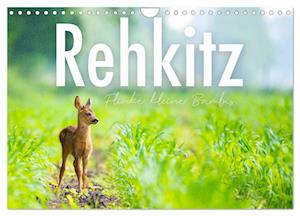 Rehkitz - Flinke kleine Bambis. (Wandkalender 2025 DIN A4 quer), CALVENDO Monatskalender