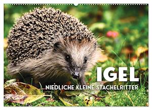 Igel - Niedliche kleine Stachelritter (Wandkalender 2025 DIN A2 quer), CALVENDO Monatskalender