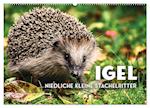 Igel - Niedliche kleine Stachelritter (Wandkalender 2025 DIN A2 quer), CALVENDO Monatskalender