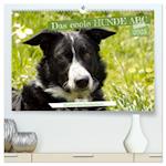 Das coole Hunde ABC (hochwertiger Premium Wandkalender 2025 DIN A2 quer), Kunstdruck in Hochglanz