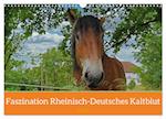 Faszination Rheinisch-Deutsches Kaltblut (Wandkalender 2025 DIN A3 quer), CALVENDO Monatskalender