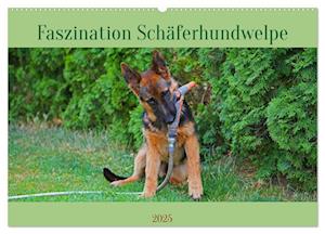 Faszination Schäferhundwelpe (Wandkalender 2025 DIN A2 quer), CALVENDO Monatskalender