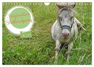 Faszination Shetlandpony (Wandkalender 2025 DIN A4 quer), CALVENDO Monatskalender