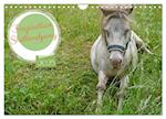 Faszination Shetlandpony (Wandkalender 2025 DIN A4 quer), CALVENDO Monatskalender