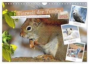 Tierwelt der Tundra (Wandkalender 2025 DIN A4 quer), CALVENDO Monatskalender