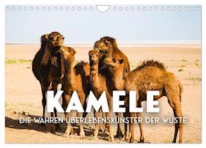 Kamele - die wahren Überlebenskünstler der Wüste. (Wandkalender 2025 DIN A4 quer), CALVENDO Monatskalender