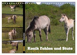 Mutterliebe - Konik Fohlen und Stute (Wandkalender 2025 DIN A4 quer), CALVENDO Monatskalender