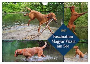 Faszination Magyar Vizsla am See (Wandkalender 2025 DIN A4 quer), CALVENDO Monatskalender