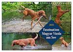 Faszination Magyar Vizsla am See (Wandkalender 2025 DIN A4 quer), CALVENDO Monatskalender