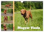 Faszination Magyar Vizsla (Wandkalender 2025 DIN A4 quer), CALVENDO Monatskalender