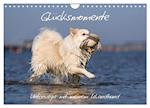 Glücksmomente - Unterwegs mit meinem Islandhund (Wandkalender 2025 DIN A4 quer), CALVENDO Monatskalender