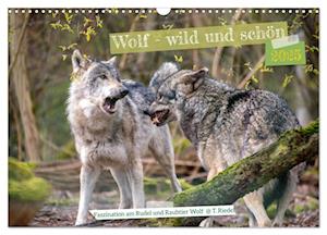 Wolf - wild und schön (Wandkalender 2025 DIN A3 quer), CALVENDO Monatskalender