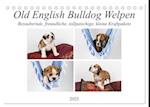 Old English Bulldog Welpen (Tischkalender 2025 DIN A5 quer), CALVENDO Monatskalender