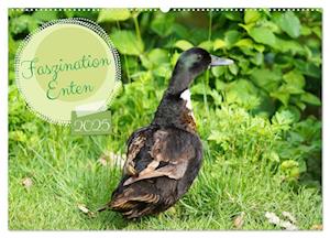 Faszination Enten (Wandkalender 2025 DIN A2 quer), CALVENDO Monatskalender