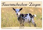 Tauernschecken-Ziegen (Wandkalender 2025 DIN A2 quer), CALVENDO Monatskalender