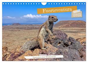 Fuerteventura - Faszination einer Wüsteninsel (Wandkalender 2025 DIN A4 quer), CALVENDO Monatskalender