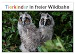 Tierkinder in freier Wildbahn (Wandkalender 2025 DIN A2 quer), CALVENDO Monatskalender