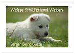 Weisse Schäferhund Welpen - Berger Blanc Suisse (Wandkalender 2025 DIN A2 quer), CALVENDO Monatskalender