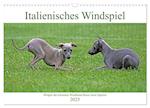 Italienisches Windspiel (Wandkalender 2025 DIN A3 quer), CALVENDO Monatskalender