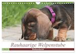 Rauhaarige Welpenstube (Wandkalender 2025 DIN A4 quer), CALVENDO Monatskalender