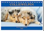 Colliewelpen - kleine Collies erobern die Welt (Tischkalender 2025 DIN A5 quer), CALVENDO Monatskalender