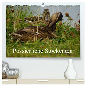 Possierliche Stockenten (hochwertiger Premium Wandkalender 2025 DIN A2 quer), Kunstdruck in Hochglanz