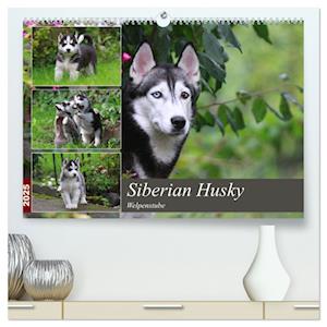 Siberian Husky - Welpenstube (hochwertiger Premium Wandkalender 2025 DIN A2 quer), Kunstdruck in Hochglanz