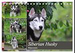 Siberian Husky - Welpenstube (Tischkalender 2025 DIN A5 quer), CALVENDO Monatskalender