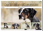 Der Louisiana Catahoula Leopard Dog (Tischkalender 2025 DIN A5 quer), CALVENDO Monatskalender