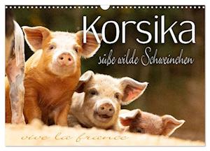 Korsika - süße, wilde Schweinchen (Wandkalender 2025 DIN A3 quer), CALVENDO Monatskalender