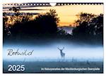 Rotwild - im Naturparadies der Mecklenburgischen Seenplatte (Wandkalender 2025 DIN A4 quer), CALVENDO Monatskalender