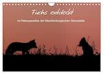 Fuchs entdeckt - im Naturparadies der Mecklenburgischen Seenplatte (Wandkalender 2025 DIN A4 quer), CALVENDO Monatskalender