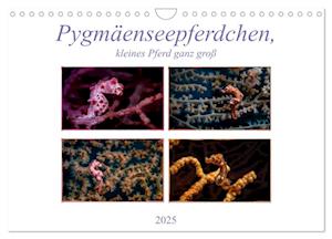 Pygmäenseepferdchen, kleines Pferd ganz groß (Wandkalender 2025 DIN A4 quer), CALVENDO Monatskalender