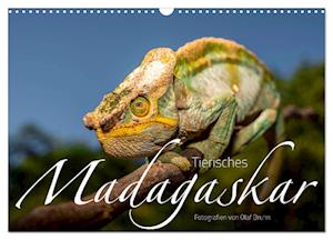 Tierisches Madagaskar (Wandkalender 2025 DIN A3 quer), CALVENDO Monatskalender